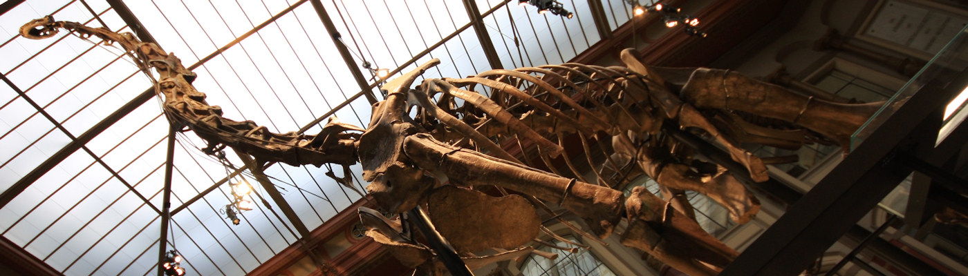 Dinosaur skeleton in a museum